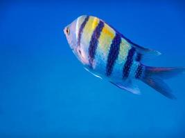 indopazischer sergeantfisch, der in ägypten im tiefblauen wasser schwimmt foto