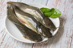 Wels auf Teller, frischer roher Wels Süßwasserfisch, Wels zum Kochen von Speisen, Fisch mit Zutaten Kraut Rosmarin auf Holzhintergrund foto