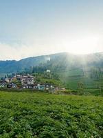 ländlicher sonnenaufgang auf einem hügel inmitten eines kartoffelfeldes in der dieng-hochebene foto