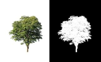 Baum auf weißem Bildhintergrund mit Beschneidungspfad, einzelner Baum mit Beschneidungspfad und Alphakanal auf schwarzem Hintergrund foto