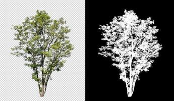 Baum auf transparentem Bildhintergrund mit Beschneidungspfad, einzelner Baum mit Beschneidungspfad und Alphakanal auf schwarzem Hintergrund foto