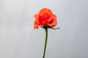 Blühende orangefarbene Rosenblume isoliert auf weißem Papierhintergrund. foto