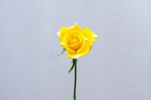 blühende gelbe rosenblume lokalisiert auf weißem papierhintergrund. foto