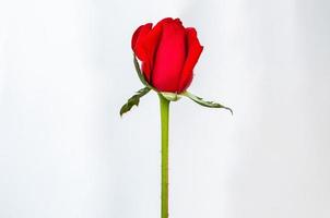 rot blühende Rosenblume isoliert auf weißem Papierhintergrund. foto