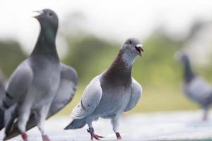 brieftaube offener mund zum atmen nach dem flug zu hause loft foto