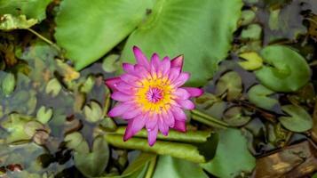 Nahaufnahmefoto des selektiven Fokus der schönen Lotosblume, Lotosblumentapete, natürlicher Hintergrund der Blume foto