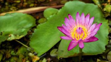 Nahaufnahmefoto des selektiven Fokus der schönen Lotosblume, Lotosblumentapete, natürlicher Hintergrund der Blume foto