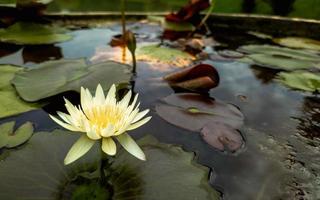 Nahaufnahmefoto des selektiven Fokus der schönen Lotosblume, Lotosblumentapete, natürlicher Hintergrund der Blume foto