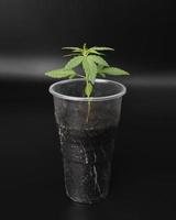 kleine grüne Marihuana-Pflanze, Cannabis-Sämling in einer Tasse auf dunklem Hintergrund foto