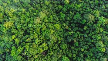 luftaufnahme des grünen waldes der landschaft foto