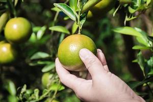 Nahaufnahme von Satsumas Bang Mot Tangerine, die am Baum reifen foto