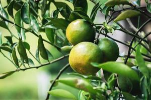 Nahaufnahme von Satsumas Bang Mot Tangerine, die am Baum reifen foto