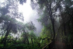 schöner regenwald am naturlehrpfad ang ka im doi inthanon nationalpark, thailand foto