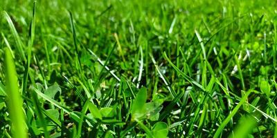 grüner Graswiesenhintergrund und -beschaffenheit. grünes Gras auf dem Wiesenfeld. foto