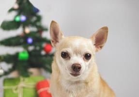 brauner Kurzhaar-Chihuahua-Hund mit Sonnenbrille und Kopfhörern um den Hals sitzend auf weißem Hintergrund mit Weihnachtsbaum und roter und grüner Geschenkbox. foto