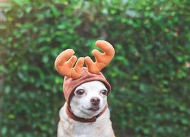 brauner Kurzhaar-Chihuahua-Hund mit Rentierhornhut, sitzend auf Zementboden mit grünem Pflanzenhintergrund mit Kopierraum. weihnachts- und neujahrsfeier. foto