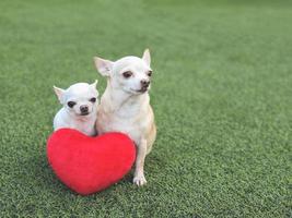 zwei chihuahua-hunde unterschiedlicher größe sitzen mit rotem herzformkissen auf grünem gras, lächeln und blicken in die kamera. Valentinstag-Konzept. foto