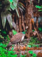 Pfau im Garten foto