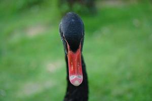 schwarze Gans, die auf grünem Gras steht foto