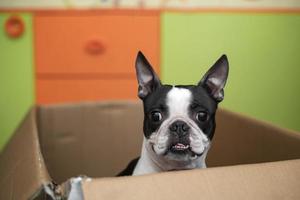lustiger boston terrier hund spielt und schaut vorsichtig aus einem karton foto