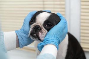 boston terrier pet dog an der rezeption beim tierarzt in der tierklinik. tierpflegekonzept. Veterinärdienste. Tiergesundheitspflege foto