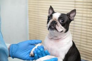 boston terrier pet dog an der rezeption beim tierarzt in der tierklinik. tierpflegekonzept. Veterinärdienste. Tiergesundheitspflege foto