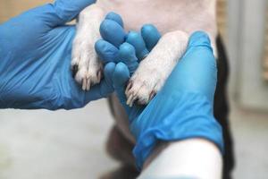 boston terrier pet dog an der rezeption beim tierarzt in der tierklinik. tierpflegekonzept. Veterinärdienste. Tiergesundheitspflege foto