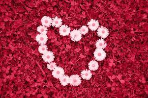Herz aus Gänseblümchen, Liebessymbol. getöntes Bild, Farbe des Jahres 2023 Viva Magenta foto