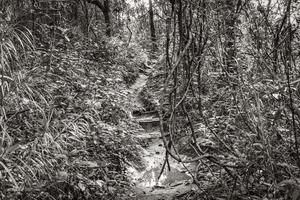 Wanderweg im natürlichen tropischen Dschungelwald Ilha Grande Brasilien. foto