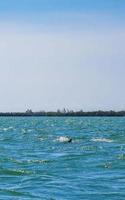 Delfine schwimmen im Wasser vor der Insel Holbox in Mexiko. foto