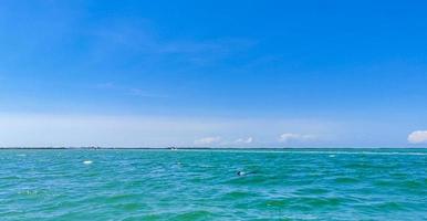 Delfine schwimmen im Wasser vor der Insel Holbox in Mexiko. foto