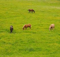 die Pferde auf der Weide foto