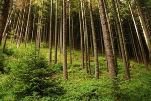 Bergkiefernwald foto