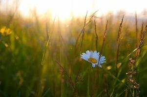 Sonnenuntergang im Feld foto