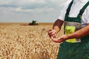 Arbeiter in Uniform steht im Feld und zeigt Weizenschote. Mähdrescher dahinter foto