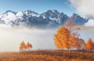 Glänzender Baum auf einem Hügelhang mit sonnigen Strahlen im mit Nebel bedeckten Bergtal. wunderschöne Morgenszene. rote und gelbe Herbstblätter. Karpaten, Ukraine, Europa. Entdecken Sie die Welt der Schönheit foto