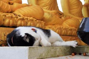 schwarz-weiße Katze schläft in einem Tempel. Phuket, Thailand. foto