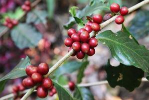 reise nach doi suthep, chiangmai, thailand. die roten kaffeebeeren closeup auf einem zweig. foto