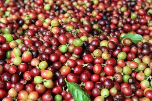 reise nach doi suthep, chiangmai, thailand. die roten und grünen Kaffeebeeren closeup für den Hintergrund. foto