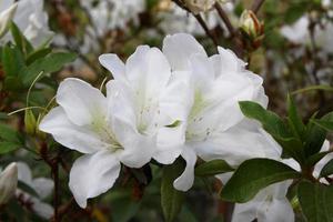 reise nach chiangmai, thailand. die Blüten der weißen Lilien in einem Garten foto