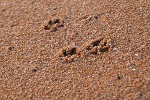 reise nach insel phuket, thailand. die spuren des hundes am sandstrand. foto