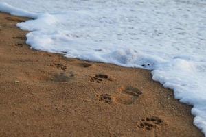 reise nach insel phuket, thailand. die Fußspuren von Menschen und Hunden am Sandstrand in der Nähe des Meeres. foto