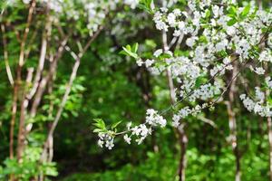 weiße Blumen auf Baumbrunch im Frühjahr foto