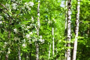 weiße Blüten von Kirschbäumen und Birken foto