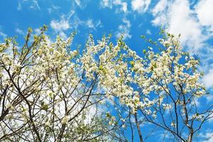 weiß blühende Kirschbäume am blauen Himmel foto