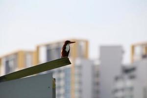 Weißkehl-Eisvogel in der Abenddämmerung foto