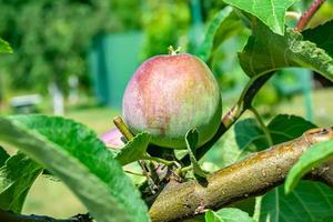 Fotografie zum Thema schöne Frucht Zweig Apfelbaum foto