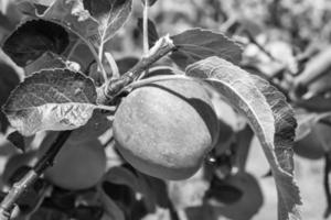 Fotografie zum Thema schöne Frucht Zweig Apfelbaum foto