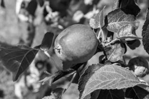 Fotografie zum Thema schöne Frucht Zweig Apfelbaum foto