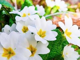 weiße Primel-Nahaufnahme. erste Frühlingsblumen im Wald. foto